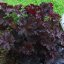 Heuchera micrantha ‘Palace Purple’